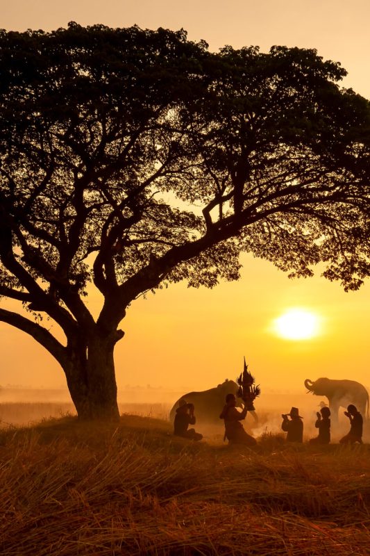 Thailand Countryside; Silhouette elephant on the background of sunset, elephant Thai in Surin Thailand.